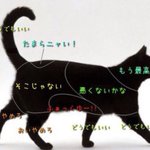 猫・犬・兎・熊のどこを触ると喜ぶかが判明!？