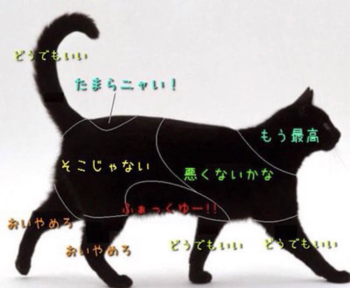 猫・犬・兎・熊のどこを触ると喜ぶかが判明！？