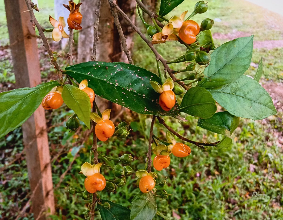 Sg_sanna's tweet photo. Streblus asper
Dahia
Commonly known as the Sand Paper Tree,
Siamese rough bush, Toothbrush tree
#flora #Siameseroughbush
#toothbrushtree
#mobilephotography https://t.co/VcgnA4gCEG