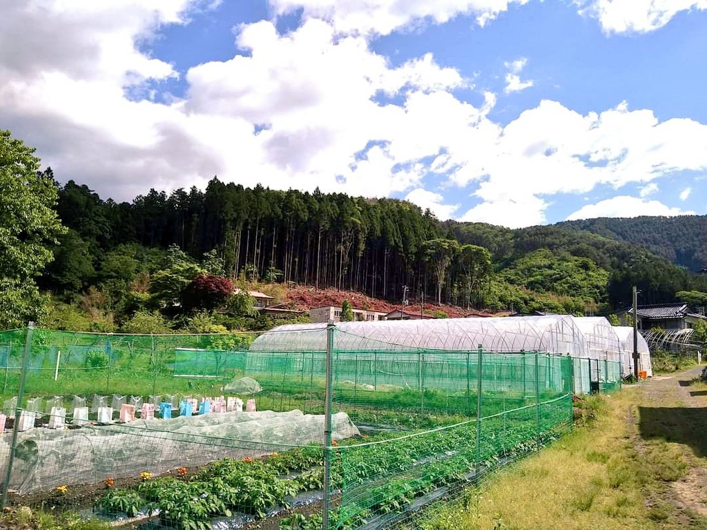 ito_san_ito_san's tweet photo. 「海の町で農業？食えないでしょ」「耕作放棄地の再生？笑」「耕作放棄地で有機農法？自然栽培？無理でしょ」「鹿がひどくて農業はねえ…」。この一年で色々言われました。でも良くも悪くも無視して地道にコツコツ開墾を続けた。そして徐々に認められ今年度から畑は30倍以上に。何事も行動あるのみ。👨‍🌾 https://t.co/whA3mcVKyu