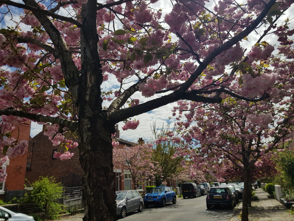 SecateursThe's tweet photo. Hammet Road #Chorlton Manchester.  #Bloomtown #BlossomWatch https://t.co/b0lweuiH6e