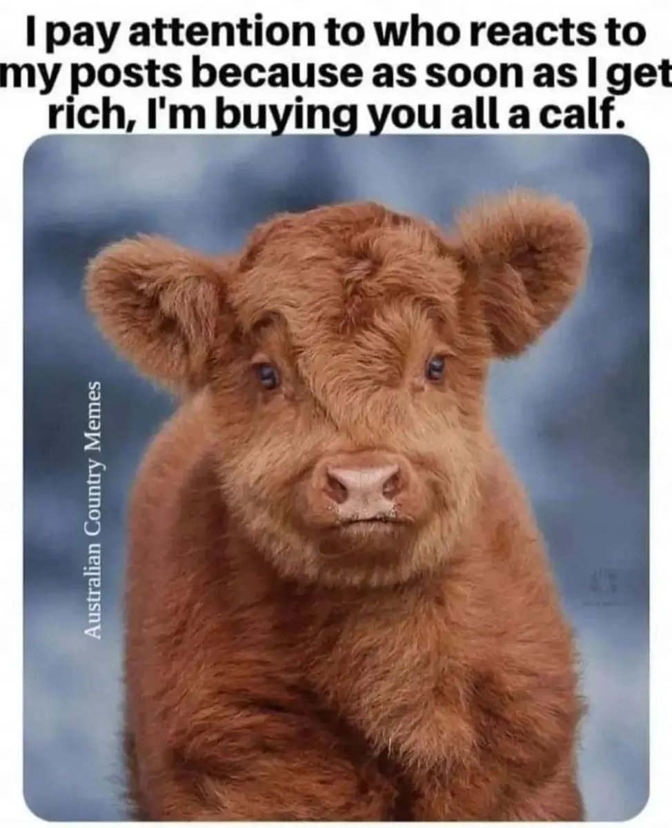 I will 🐮😍#cow
#cowboysnation
#babycow
#cowappreciationday
#cowseverywhere
#cowsarecool
#fluffycows
#happycows
#animal
#cute