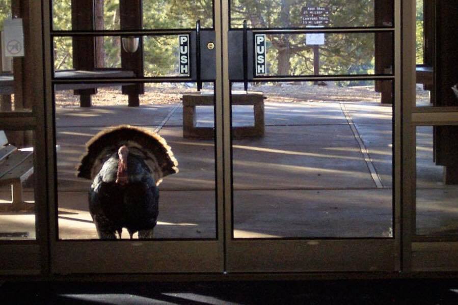 NatlParkService's tweet image. &quot;Hello, my name is Inigo Monturkey...&quot;