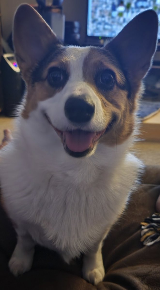 PebblesDaCorgi's tweet photo. Good morning #CorgiCrew! 
#corgi #thursdaymorning  #TGIalmostF https://t.co/q1fFYMBTVZ