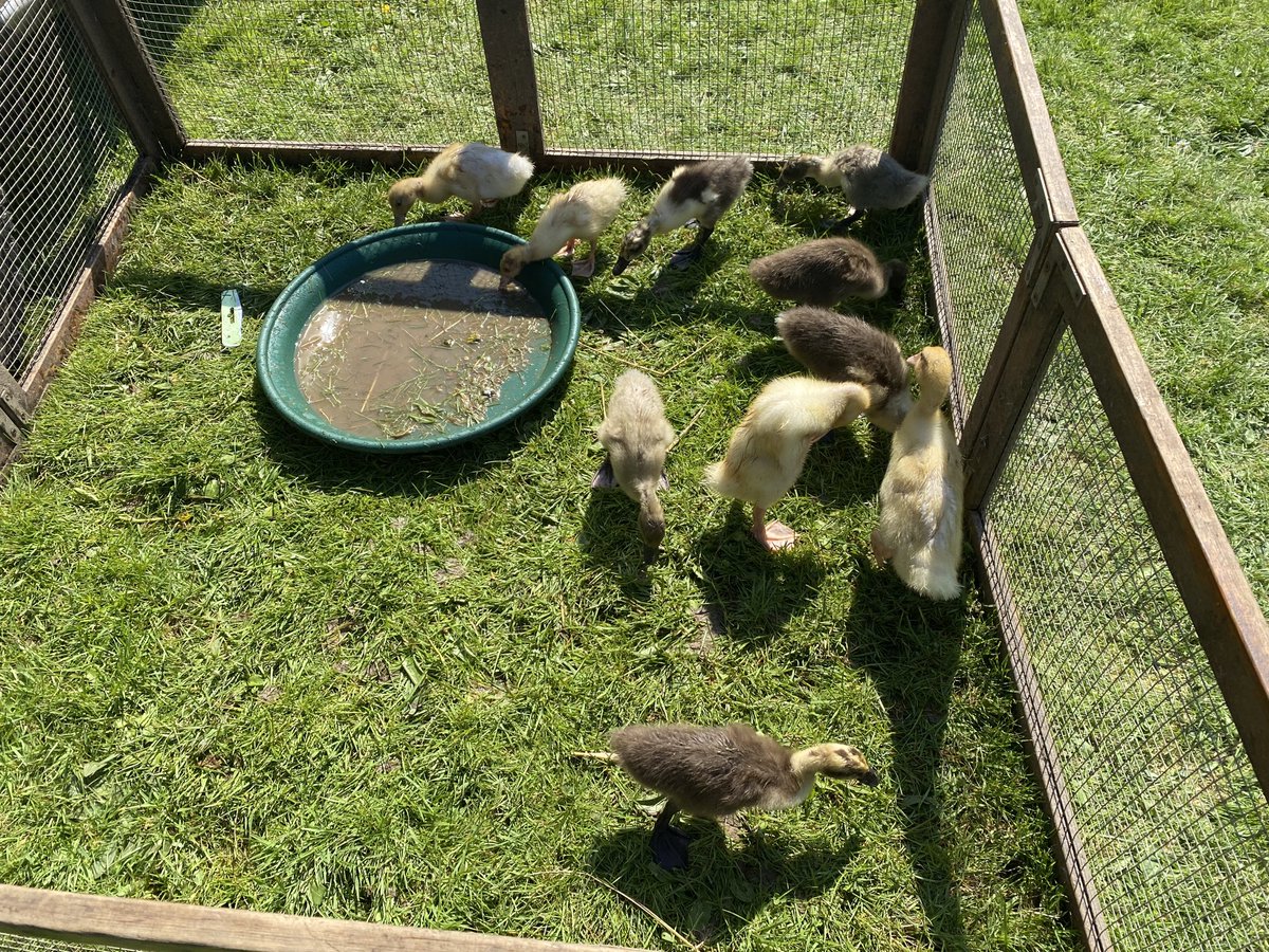 Glebe Primary School tweet media