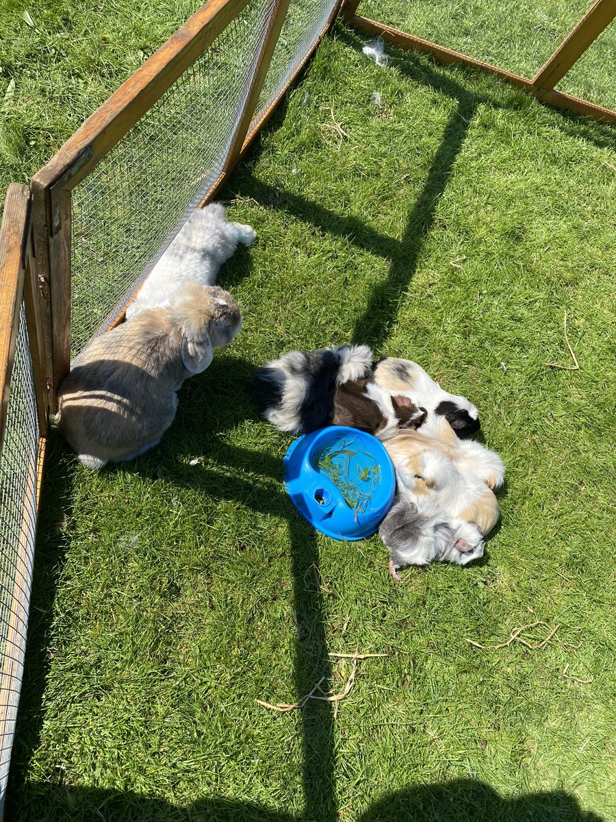 Glebe Primary School tweet media