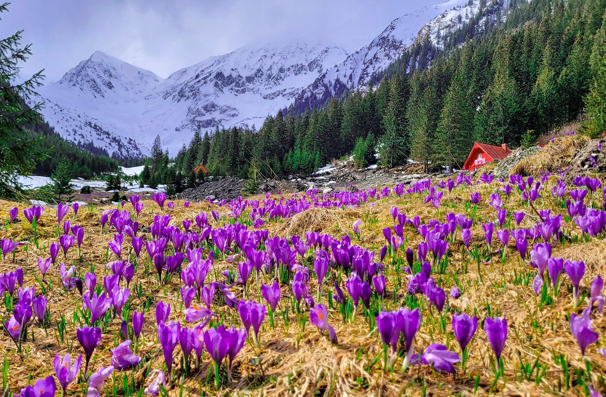 Baharın müjdecisi #Kardelenler, Karpat dağlarında renkli görüntüler oluşturuyor. Bucegi’in 1720 mt. yüksekliğindeki #Malaesti vadisi ve buradaki turistik tesisler, doğa ve dağ turizmi için ideal bir mekan. #Romania #Karpatlar #tourism #CabanaMălăiești #Bucegi #Buşteni #turizm