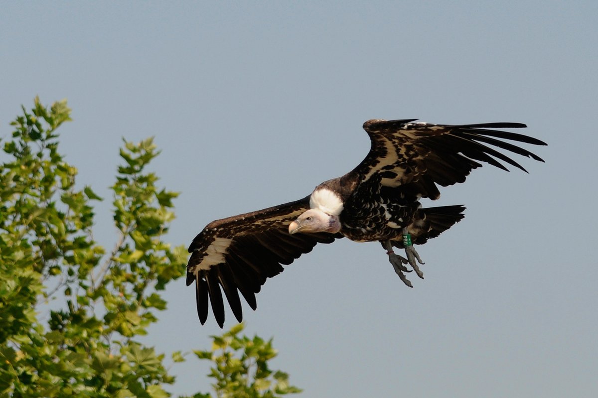 Diergaarde Blijdorp tweet media