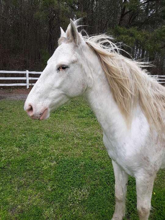circle_horses's tweet photo. I'm worth it."

- Casper

#circleahomeforhorses #springbreeze #donthatemebecauseimbeautiful https://t.co/4dbuh50A0M