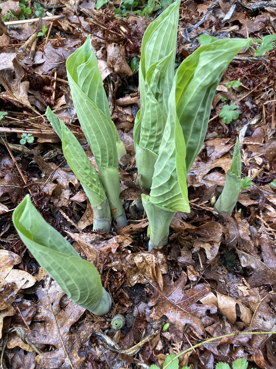 heatherdgilbert's tweet photo. The #WestVirginia mountains are bursting with fresh 💚 life right now—spring in WV is my fave. #appalachianspring #wildandwonderfulwv #spring #authorlife #wv https://t.co/jmTvj47fBF