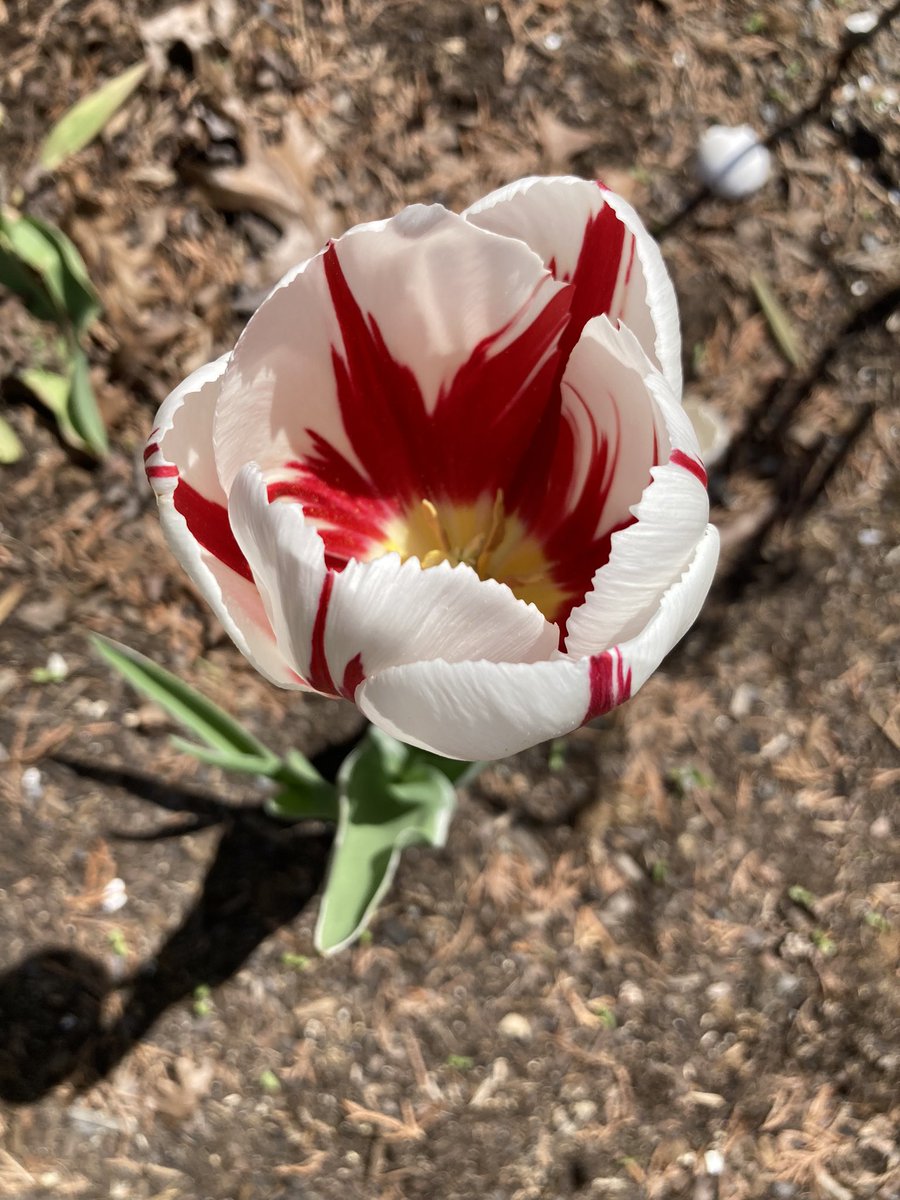 heatherdgilbert's tweet photo. The #WestVirginia mountains are bursting with fresh 💚 life right now—spring in WV is my fave. #appalachianspring #wildandwonderfulwv #spring #authorlife #wv https://t.co/jmTvj47fBF