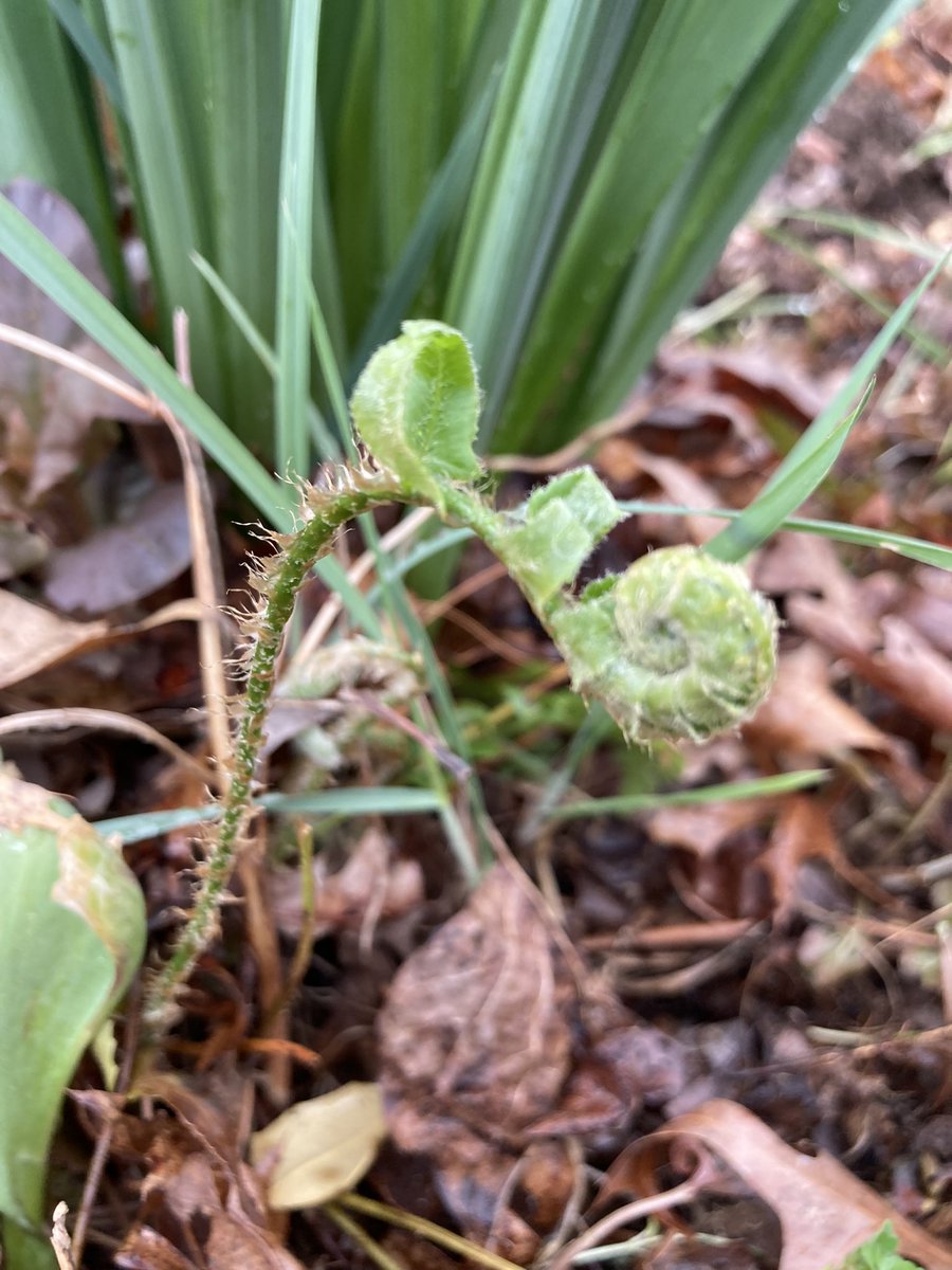 heatherdgilbert's tweet photo. The #WestVirginia mountains are bursting with fresh 💚 life right now—spring in WV is my fave. #appalachianspring #wildandwonderfulwv #spring #authorlife #wv https://t.co/jmTvj47fBF