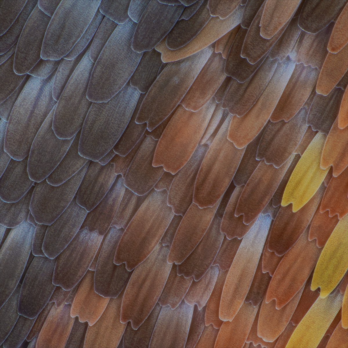 sagaOptics tweet picture
