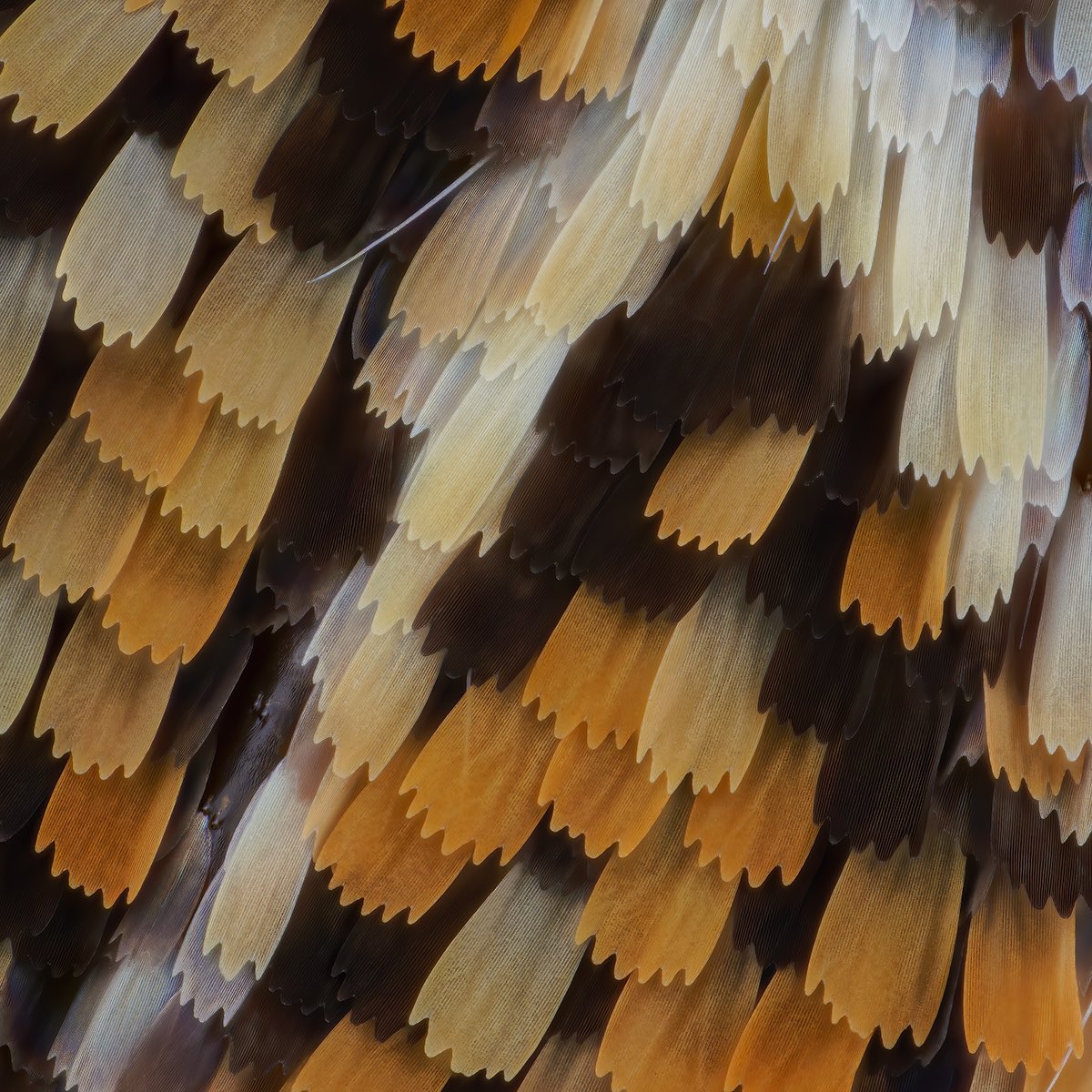sagaOptics tweet picture