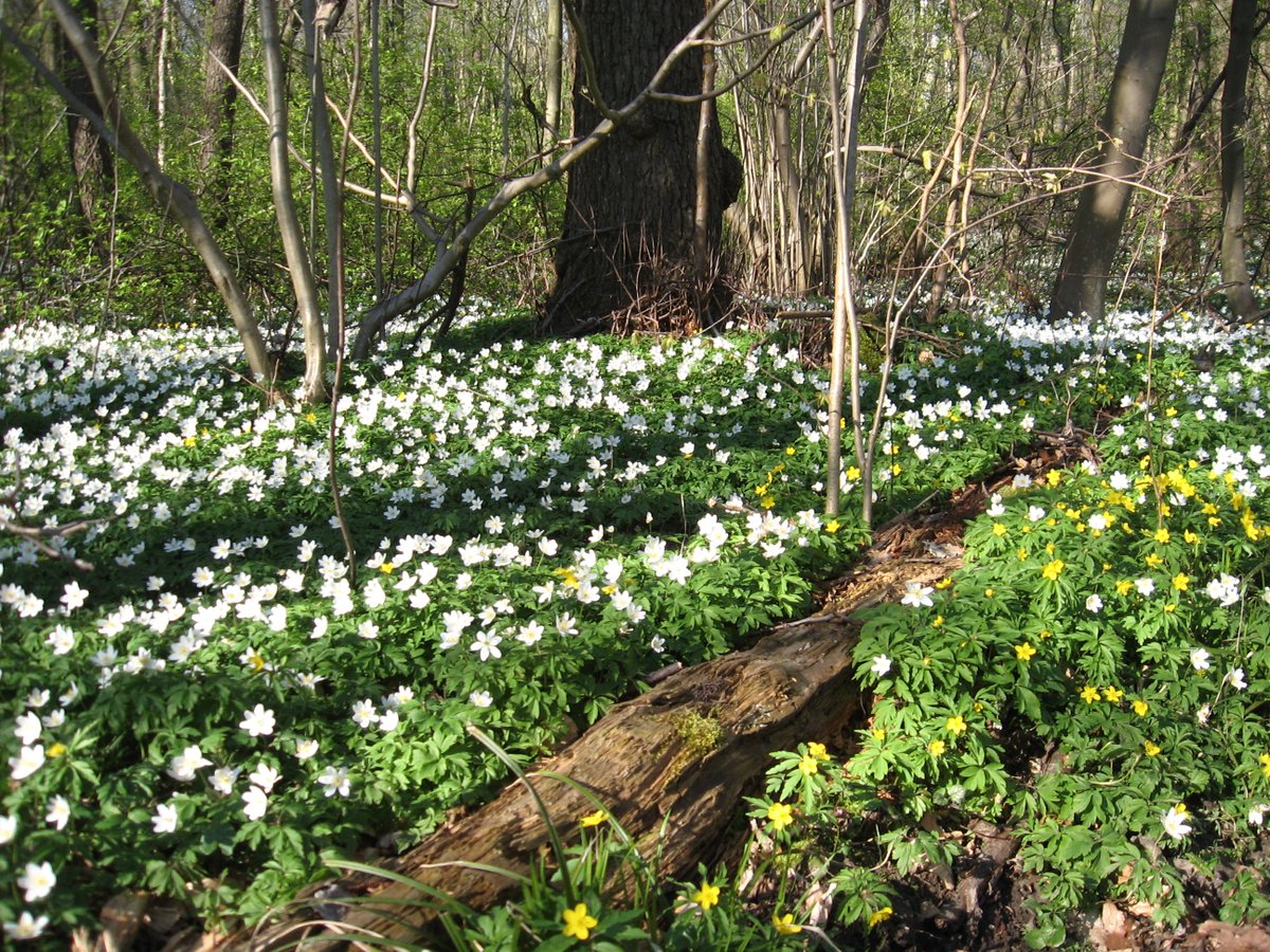 succow_stiftung's tweet photo. Im Naturerbewald #Goor auf Rügen blühen derzeit die Gelben Windröschen und die Buschwindröschen um die Wette und bieten den ersten Insekten des Jahres Nahrung. Die #Anemonen nutzen das schmale Zeitfenster, in dem der #Buchenwald noch unbelaubt ist, für ihre Entwicklung.
#Natur https://t.co/aJxX0QMnhj