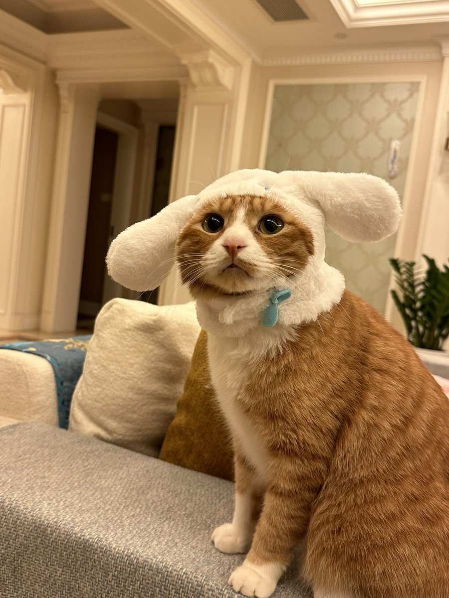 抒情考古学 tweet media