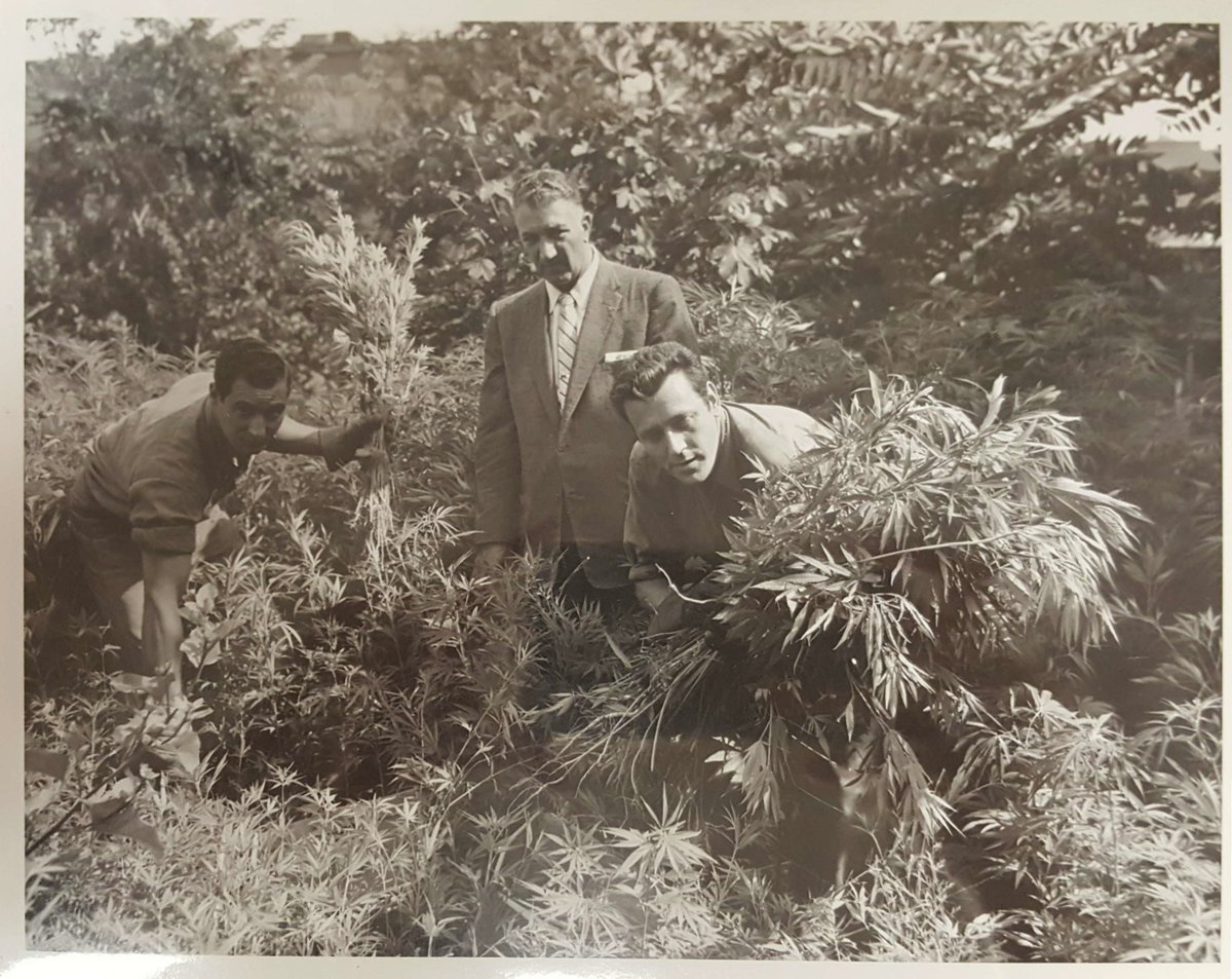 NYCSanitation's tweet photo. Think our cleaning work is something new? To be blunt, weed like to tell you a thing or two...
 
Back in the mid-1950s, we were in the weeds cleaning up these, uh, plants from lots around the City. Perhaps it was a joint effort with another agency? They look like bud-dies to us. https://t.co/UPt4Xsbmth