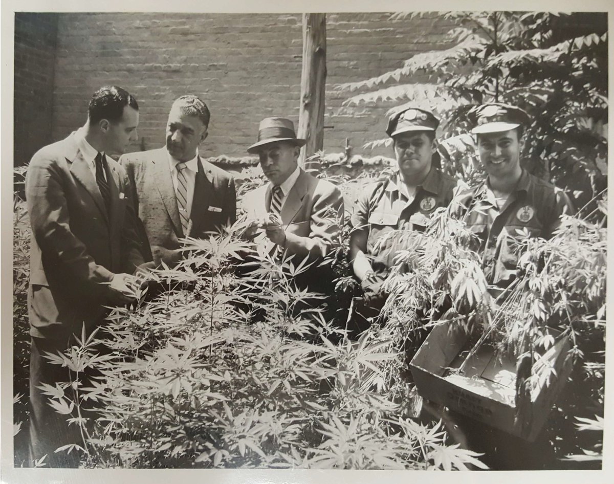 NYCSanitation's tweet photo. Think our cleaning work is something new? To be blunt, weed like to tell you a thing or two...
 
Back in the mid-1950s, we were in the weeds cleaning up these, uh, plants from lots around the City. Perhaps it was a joint effort with another agency? They look like bud-dies to us. https://t.co/UPt4Xsbmth