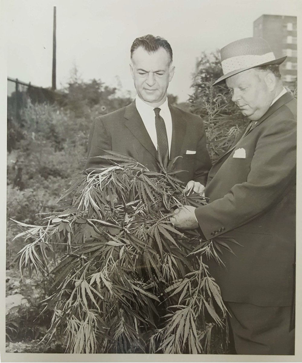 NYCSanitation's tweet photo. Think our cleaning work is something new? To be blunt, weed like to tell you a thing or two...
 
Back in the mid-1950s, we were in the weeds cleaning up these, uh, plants from lots around the City. Perhaps it was a joint effort with another agency? They look like bud-dies to us. https://t.co/UPt4Xsbmth
