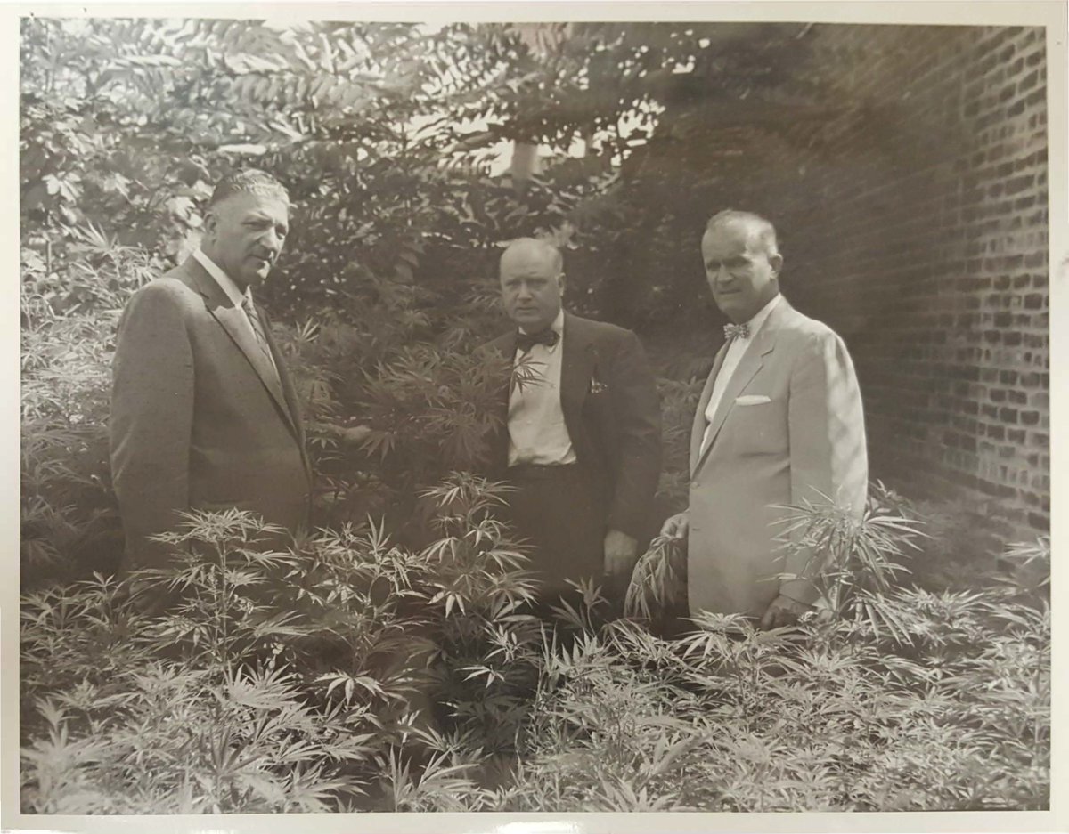 NYCSanitation's tweet photo. Think our cleaning work is something new? To be blunt, weed like to tell you a thing or two...
 
Back in the mid-1950s, we were in the weeds cleaning up these, uh, plants from lots around the City. Perhaps it was a joint effort with another agency? They look like bud-dies to us. https://t.co/UPt4Xsbmth