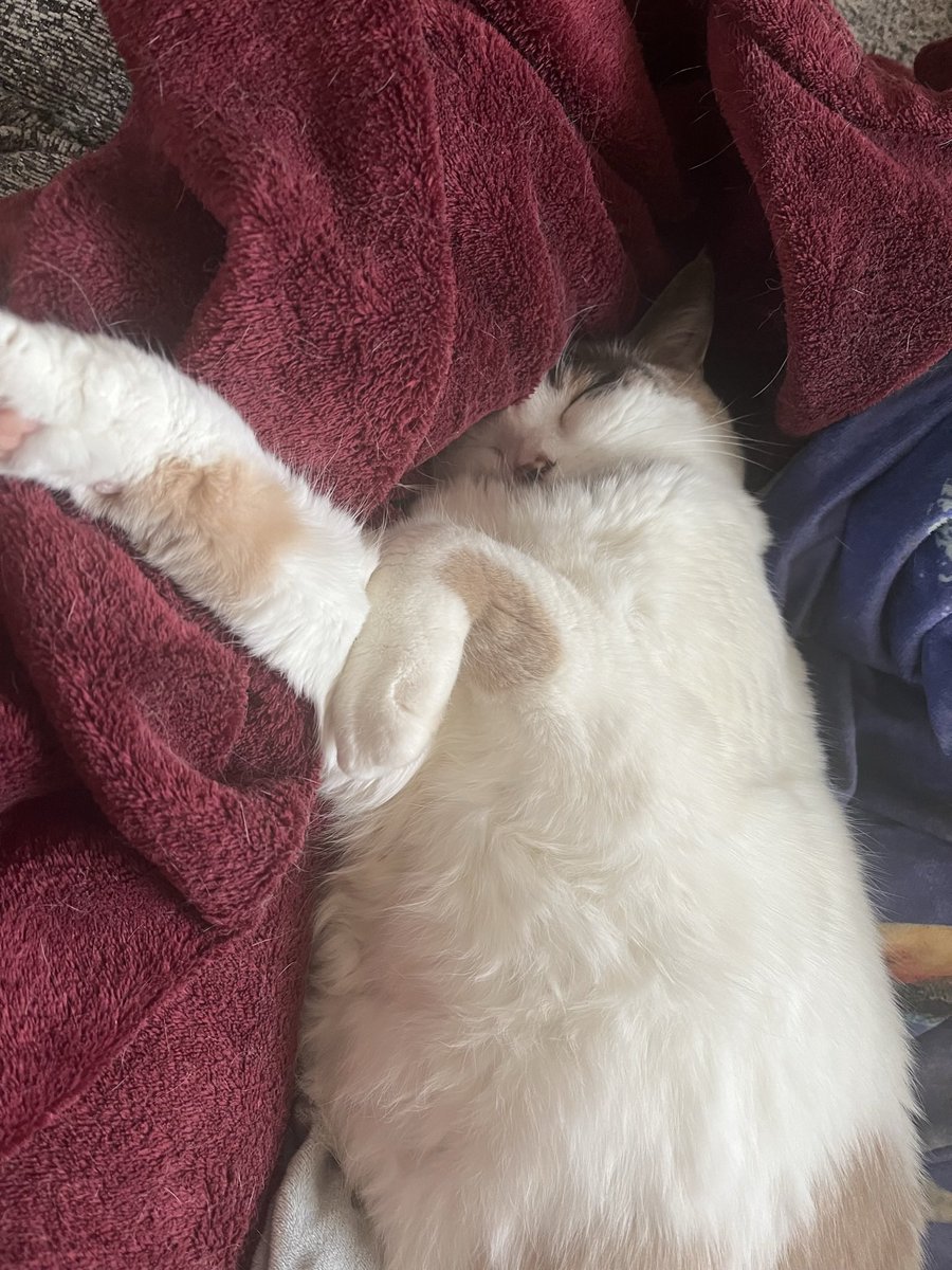 Shelbye Rose(omonas) tweet media