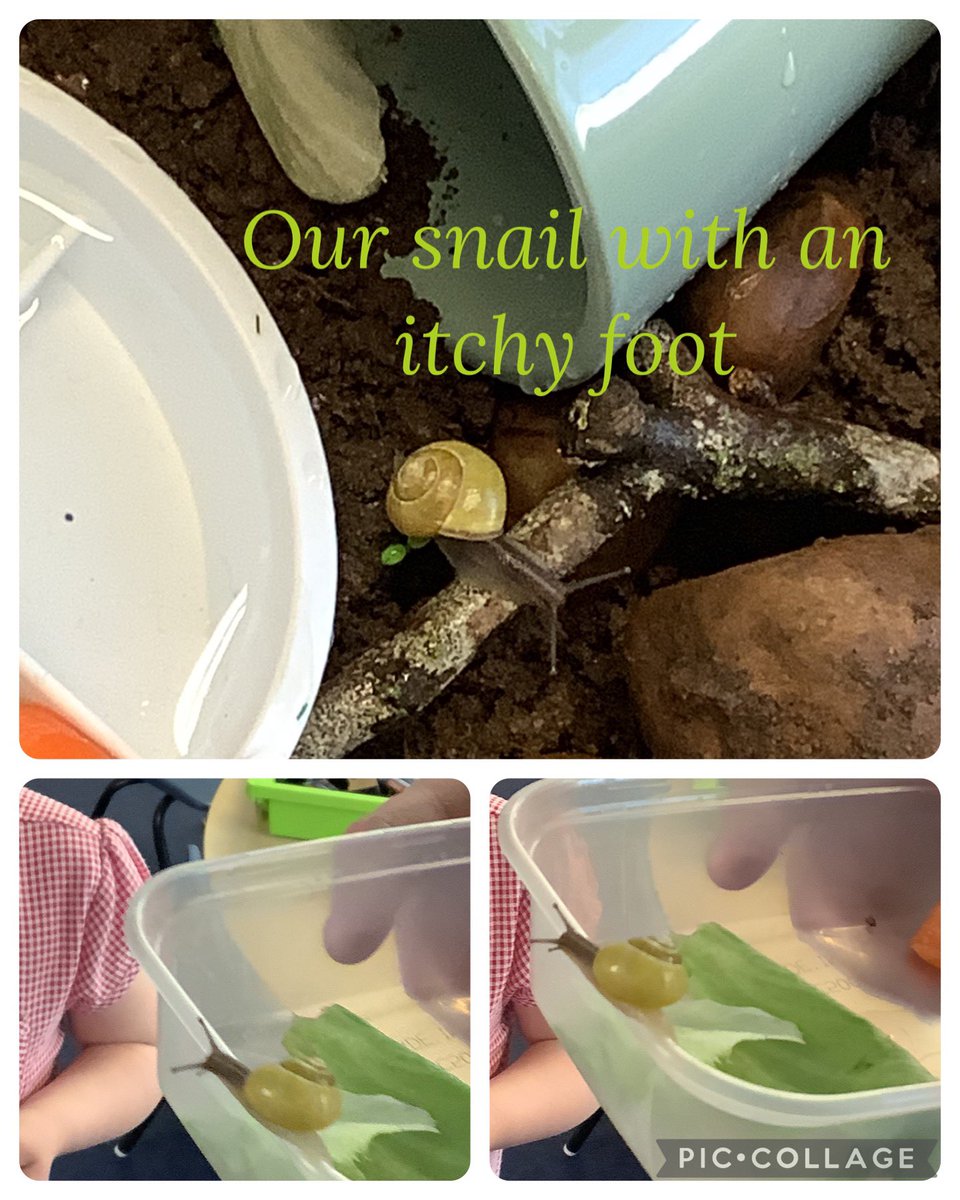 Barfordstpeters's tweet photo. This week we have been reading The Snail and the Whale, by Julia Donaldson. We have also been reading about how to look after snails. During forest school we went on a snail hunt for our classroom snail enclosure. It has been a dry week so we only found one! #BSPEnglish #BSPeyfs https://t.co/FljLKqWFSq