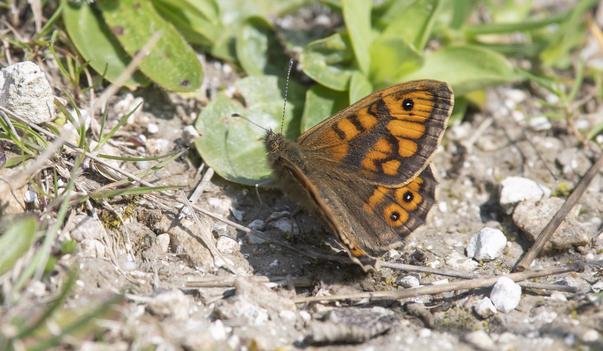 Bob Eade tweet media