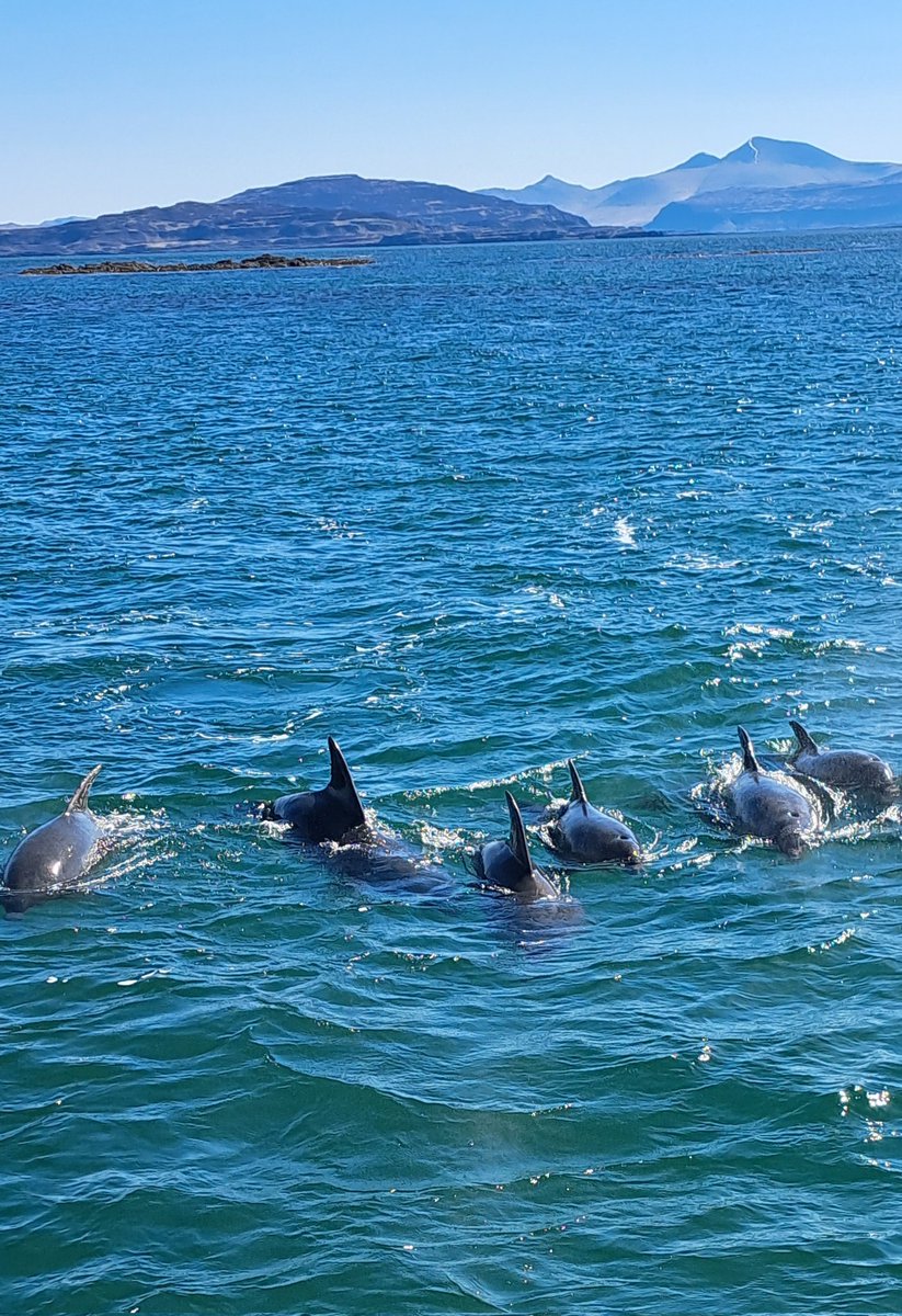 Finlay MacDonald (@finmacd) on Twitter photo Dolphins with Ben More I'm the background (snow still on it <a href="/theiaincameron/">Iain Cameron</a> ) Dolphins with Ben More I'm the background (snow still on it <a href="/theiaincameron/">Iain Cameron</a> )