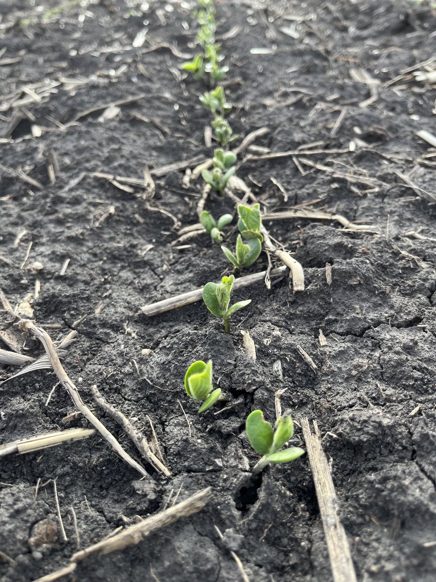 Harb_Jerry's tweet photo. March 30th planted soybeans with Brandt Battle Ground Platinum treatment AG33XF3 https://t.co/W9YQpAXDYP