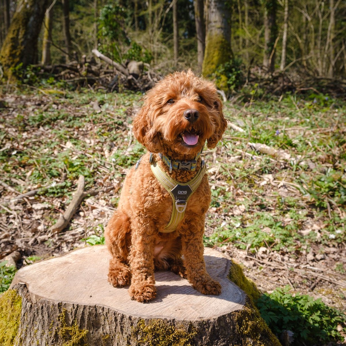 CockapooDaisy's tweet image. It’s a sitting on a tree stump sort of day