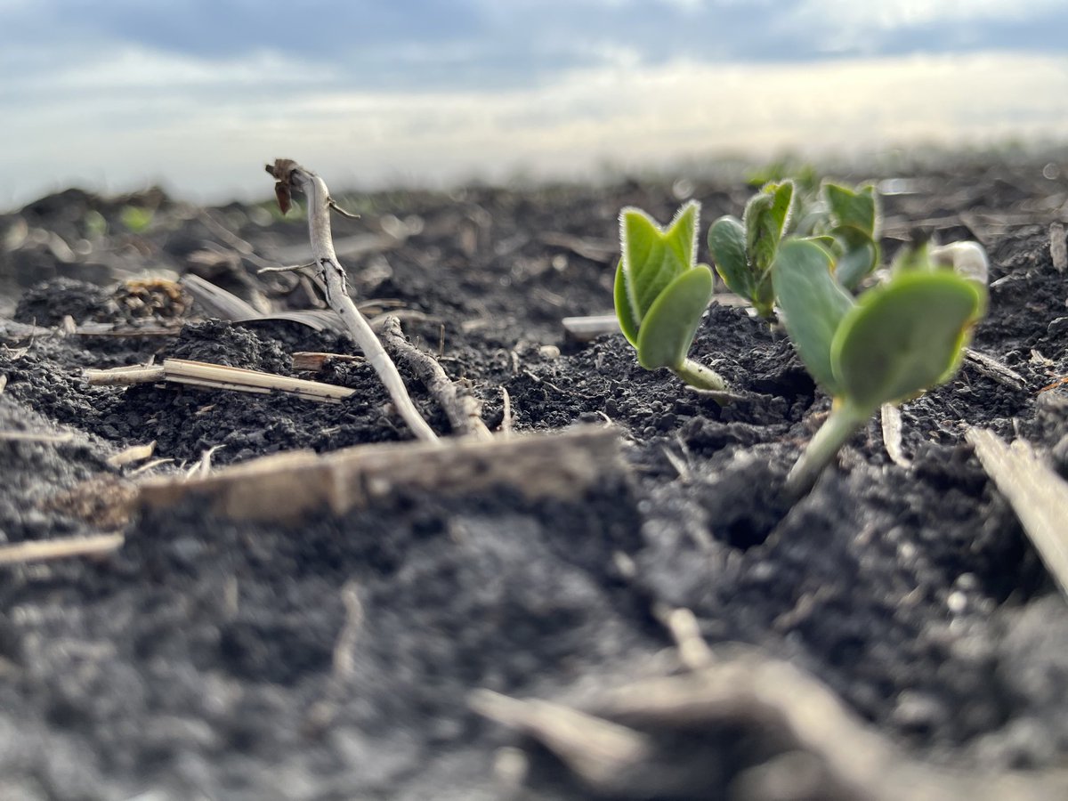Harb_Jerry's tweet photo. March 30th planted soybeans with Brandt Battle Ground Platinum treatment AG33XF3 https://t.co/W9YQpAXDYP