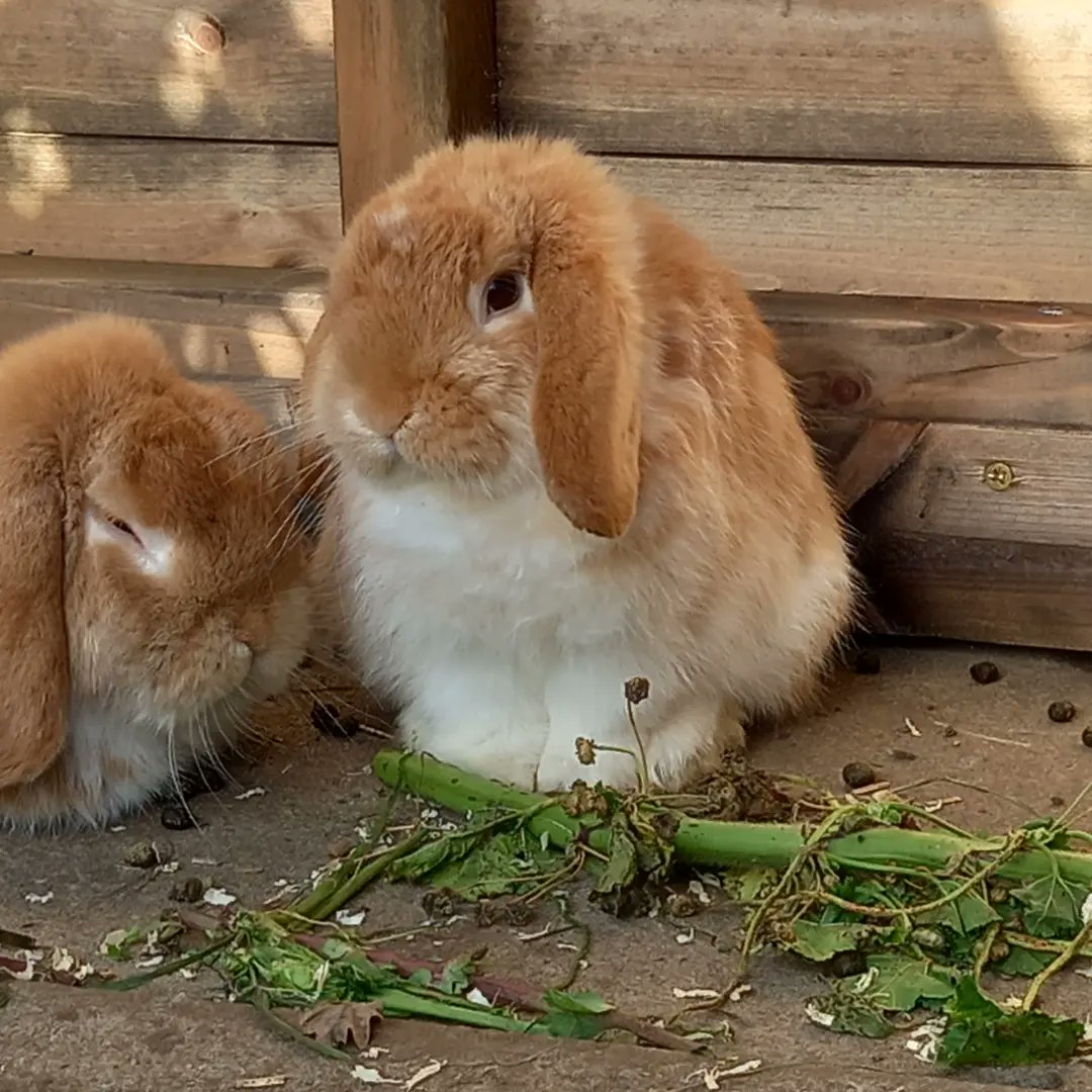 HCGAGardens's tweet photo. Hop over to https://t.co/mvOpwnCqZ6  to learn more about our @BigGive campaign to fund evenings and Saturdays at Phoenix Farm.

Only 4 more days to DOUBLE your donation &amp; DOUBLE your impact. https://t.co/EQHaIagYbo