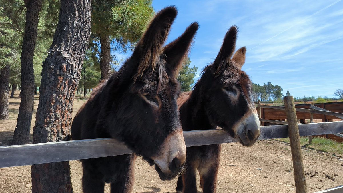 🍃En el Parque Ibérico de Naturaleza y Aventura de Vimioso puedes conocer el territorio y entrar en contacto con su cultura y tradiciones. Al lado se encuentra un centro de recuperación del burro autóctono de Miranda #DuraDouroEU #SomosDueroDouro #TerrasdeTrasosMontes