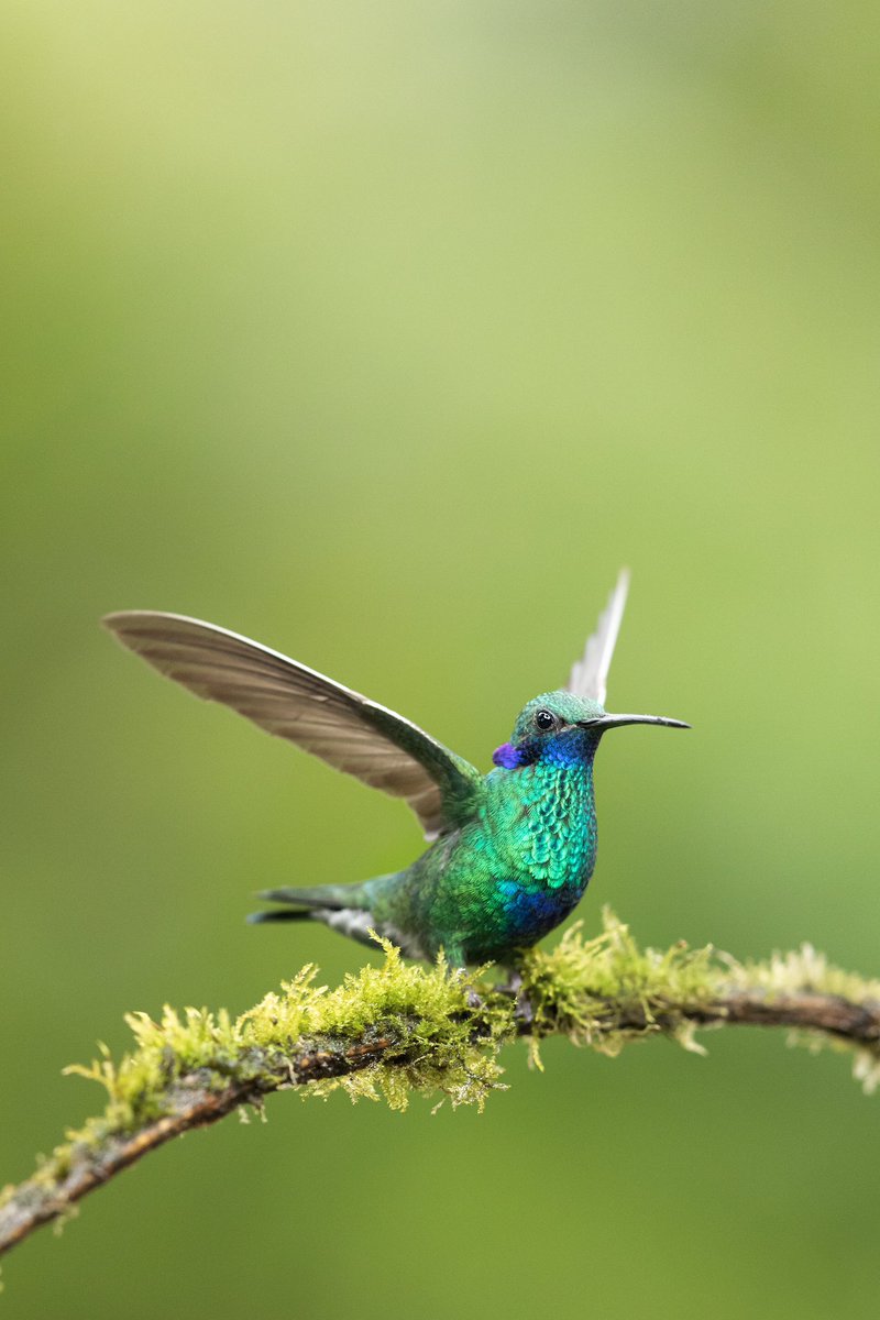 JohnQuinteroMFC's tweet photo. Colibrí coruscans, un amiguito muy común, pero muy hermoso con sus colores. https://t.co/nul8E9XI20