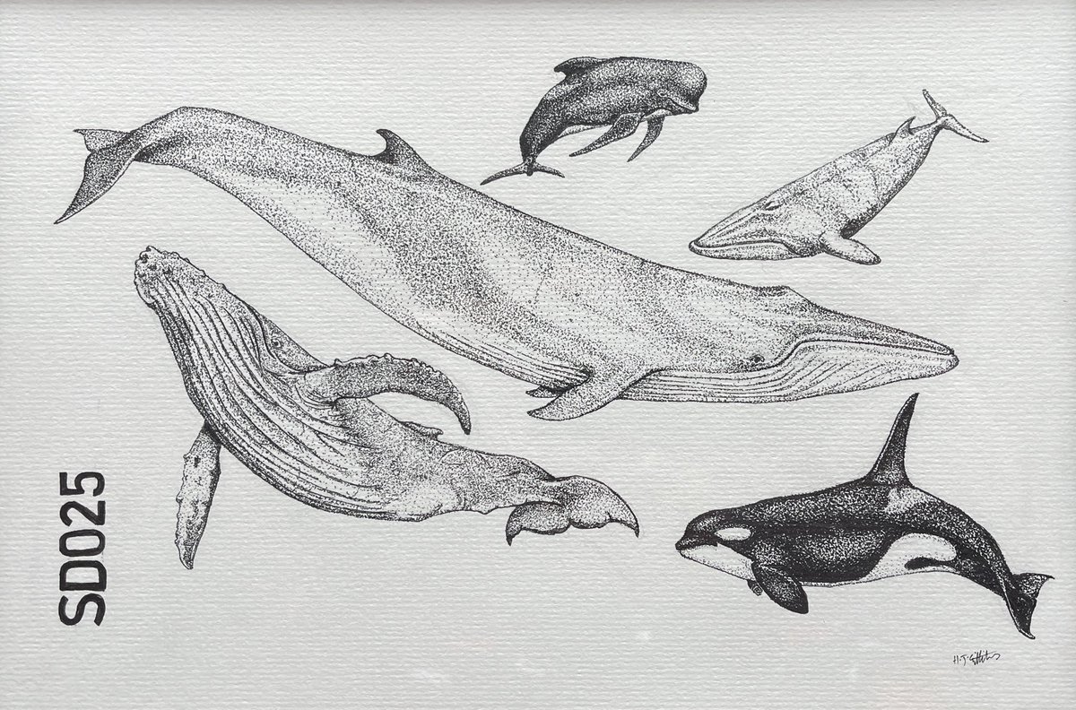 BAS_News's tweet image. Amid an intensive schedule of night fishing &amp;amp; instrument deployments, @griffiths_huw found quiet moments to make this ink drawing of whales seen on the #SDAScience expedition 🐳

Featuring long-finned pilot, minke, fin, humpback &amp;amp; orca. We reckon this has pointillism vibes?

2/5