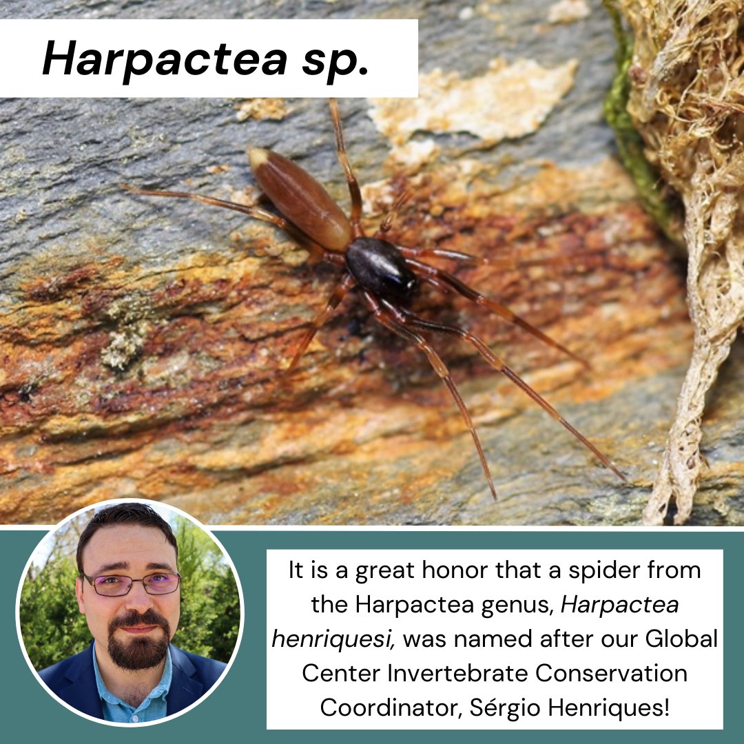 It is a great honor that a spider from the Harpactea genus, Harpactea henriquesi, was named after Global Center Invertebrate Conservation Coordinator, Sérgio Henriques! Sérgio's passion for spiders is unmatched. He's a conservation champion for these creatures. @SS_Henriques