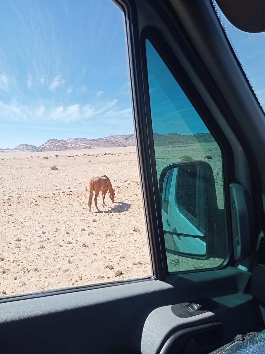 Feeling lucky to have seen at least 4 of wild horses of Aus, Namibia #travelnamibia #lovingnamibia #vanlife