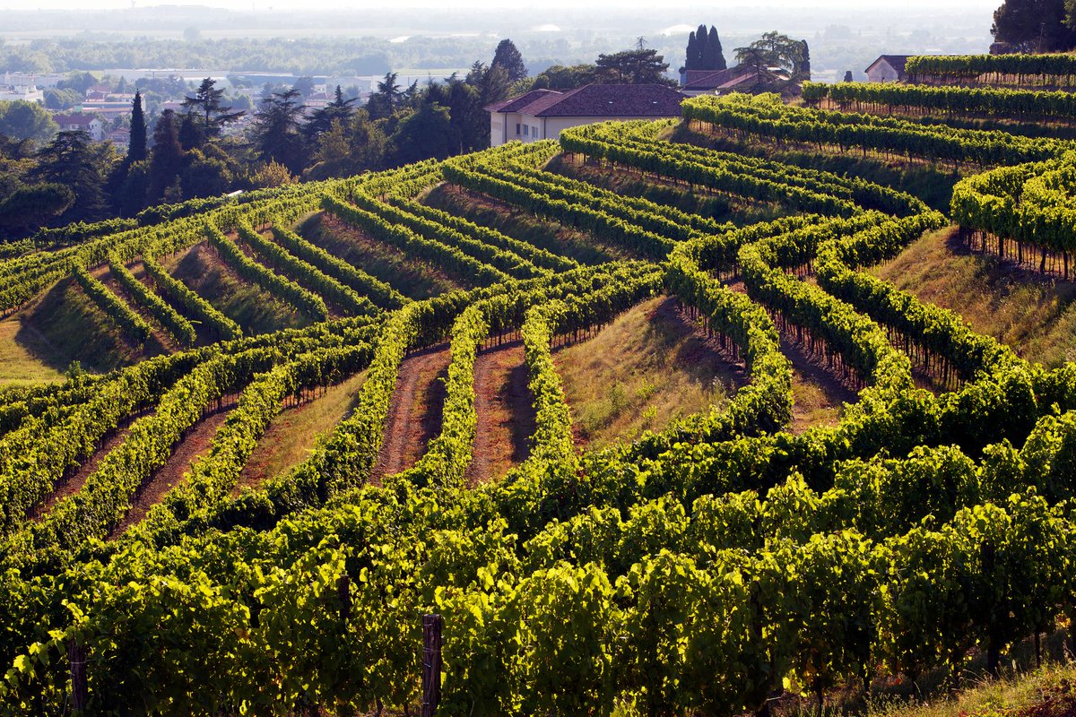 VisitFVG's tweet photo. 🏰 Il Castello di #Buttrio si erige sulla sommità della collina Pampinutta, toponimo che deriva da “pampino”, la foglia della vite, la cui coltivazione è tuttora regina di questi terreni!🍇
Ci siete mai stati?🤩
#iosonofvg #fvglive https://t.co/pnvzX5ddEX
