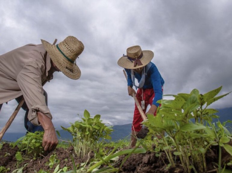 Fenagh recomienda al Gobierno incrementar la producción nacional para vender alimentos a China.
#PeriodismoUNAH