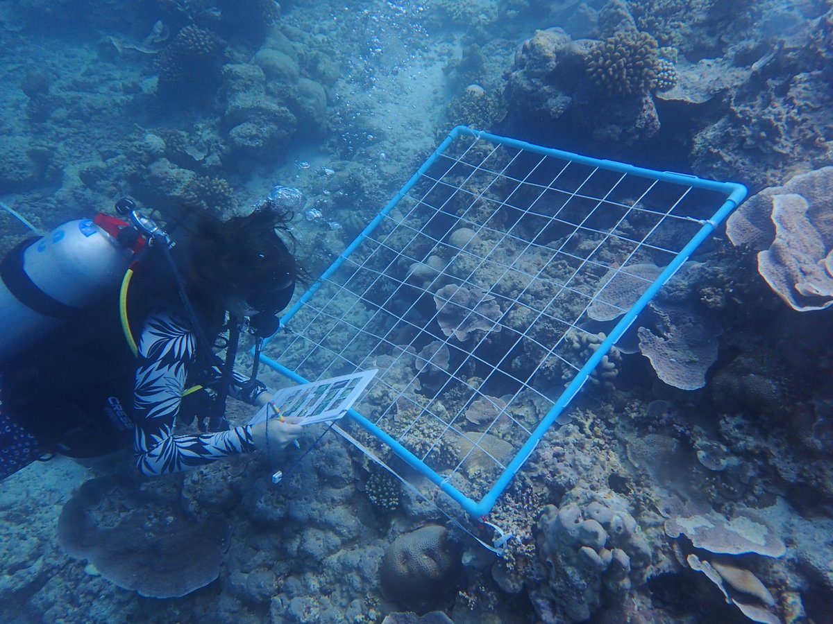 MarineEnvManMSc's tweet photo. #Montipora #porites #acropora ... Every morning, we learn a different #reefmonitoring technique and practice it by #diving and #snorkelling around the Faafu Atoll. Yesterday we sampled corals and sponges in #quadrats 🤿🪸 https://t.co/ByQgJRoHJP