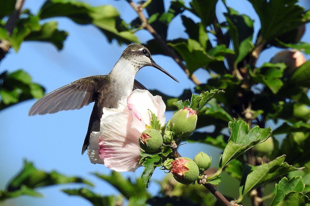 "If I were a flower, the hummingbird would be my favorite bee; and if I were blind, the light of darkness I’d love to see."