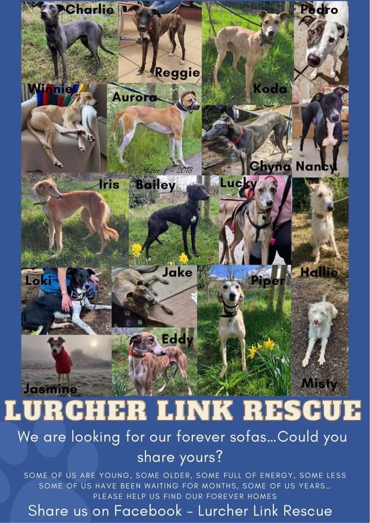 LurcherLink's tweet photo. These are Lurcher Link’s dogs that are looking for a home and some for a foster home. 
If you are interested in adopting or fostering please complete the form below
https://t.co/y9DpjEFScc
Or for more information, please email kaye@lurcherlink.org
(Eddie has now been adopted.) 💗 https://t.co/k0AEQAOKpe