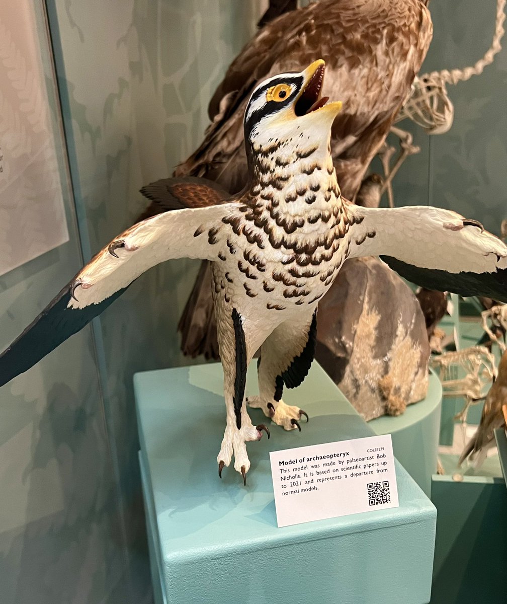 brookebiologist's tweet photo. Archaeopteryx is sometimes called the ‘first bird’. As a genus of toothed & feathered #dinosaurs dating ~150 mya, it’s considered one of the earliest known ancestors of the #birds we see today.
🦖➡️🦅
#evolutioniscool
#ColeMuseum
@ColeZoology
@ReadingBioSci
UK 🇬🇧 https://t.co/e7GgiV9RsW