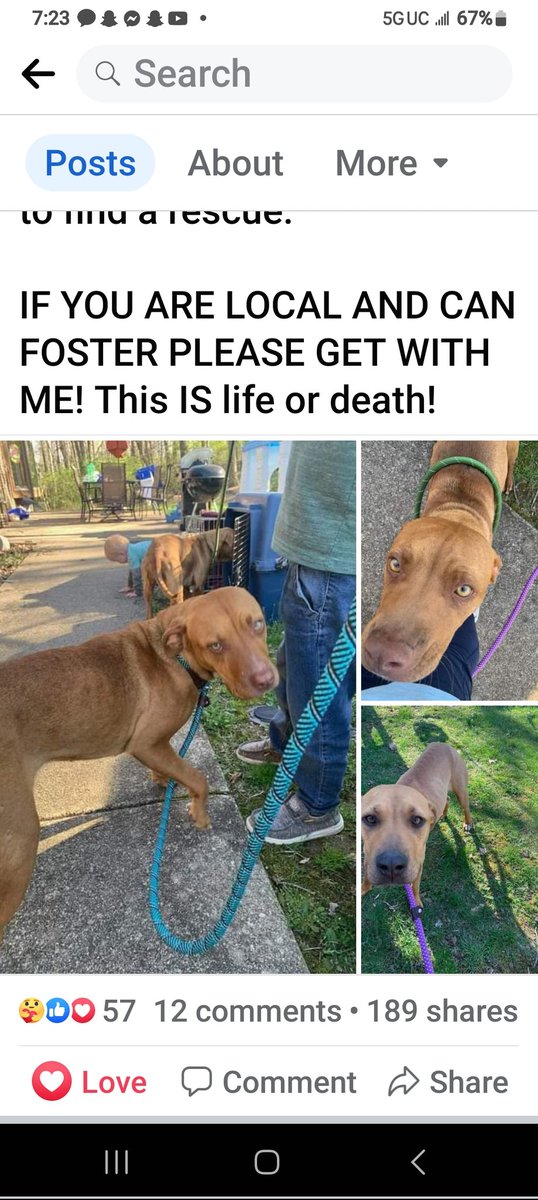 PitbullTina's tweet photo. #PleaseRTRTRT! THIS A HAIL MARY PLEA & CRY OUT TO SAVE THESE 2 BEAUTIFUL BABYGIRLS LIVES! PLS HELP! PREBLE CO, UT! THESE POOR SISTERS WERE DUMPED & WILL SOON BE KILLED! THESE BABIES ARE LOVING FRIENDLY & SEEM LIKE THE SWEETEST EVER! https://t.co/cDjpSFUWPU https://t.co/V7jhagYJLn