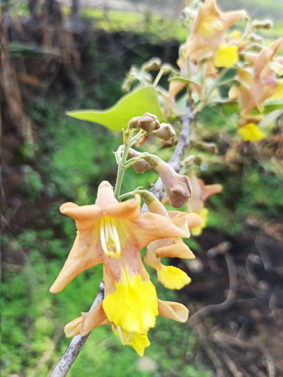 Gmelina arborea Roxb. ex Sm.
(Lamiaceae) from the Eastern Ghats of Andhra pradesh #indianflora,
#flora