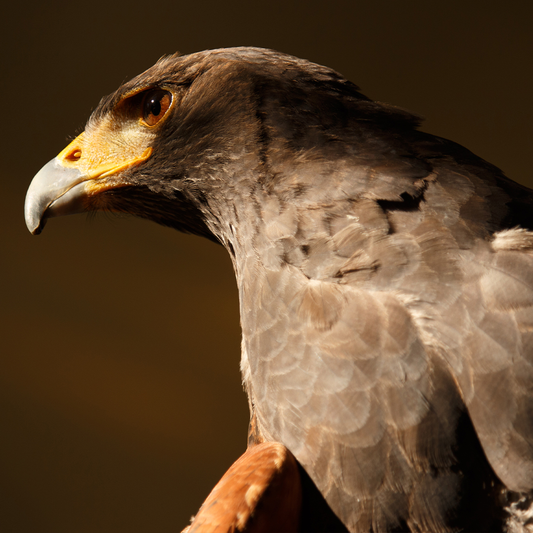 Bono_Parques's tweet image. ¿Conoces las actividades educativas con aves rapaces? 🦅
En #ZooMadrid y #Faunia descubrirás todos sus secretos y disfrutarás de sus increíbles vuelos 😲
¿Cuál es tu ave rapaz favorita? 🤔
#BonoParques