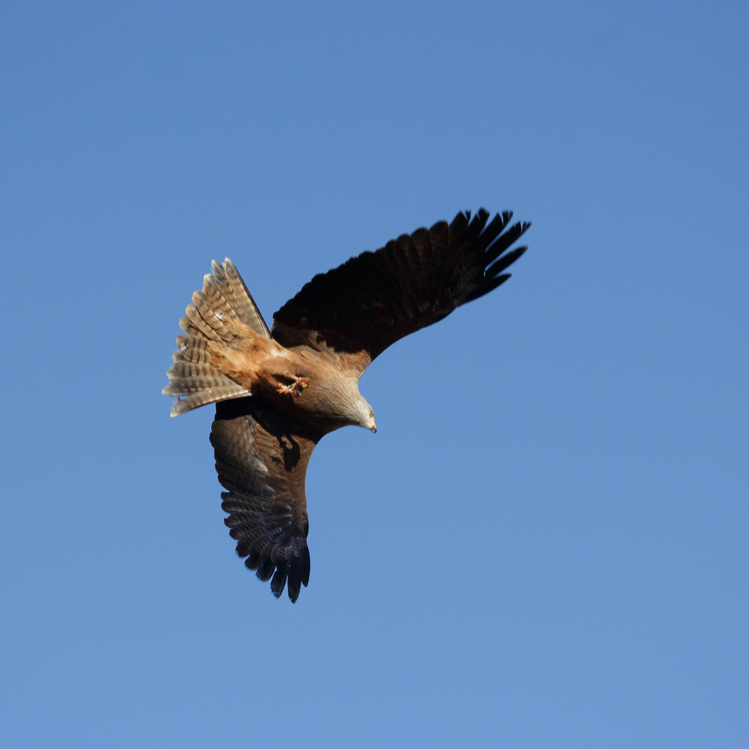 Bono_Parques's tweet image. ¿Conoces las actividades educativas con aves rapaces? 🦅
En #ZooMadrid y #Faunia descubrirás todos sus secretos y disfrutarás de sus increíbles vuelos 😲
¿Cuál es tu ave rapaz favorita? 🤔
#BonoParques