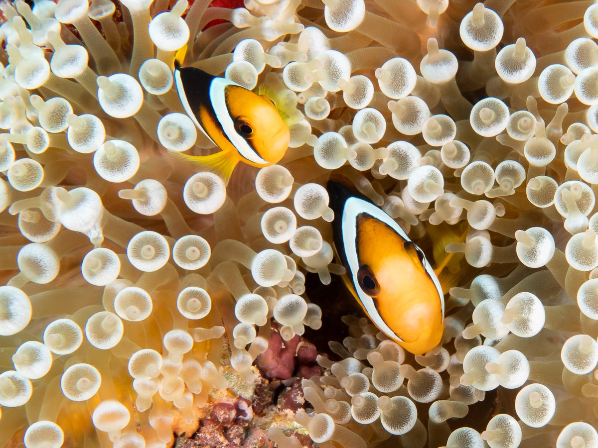 Dana-Farber IBC Program (@ibc_danafarber) on Twitter photo Join us for our Virtual Gallery Event on May 4th at 7:15pm to help raise critical funds for IBC Patient Care & Research. Enjoy an evening of wildlife photography presented by our artists Jennifer Bellon, MD <a href="/jenniferbellon2/">jennifer bellon</a> and Stephanie Lafontaine. eventbrite.com/e/virtual-gall… Join us for our Virtual Gallery Event on May 4th at 7:15pm to help raise critical funds for IBC Patient Care & Research. Enjoy an evening of wildlife photography presented by our artists Jennifer Bellon, MD <a href="/jenniferbellon2/">jennifer bellon</a> and Stephanie Lafontaine. eventbrite.com/e/virtual-gall…