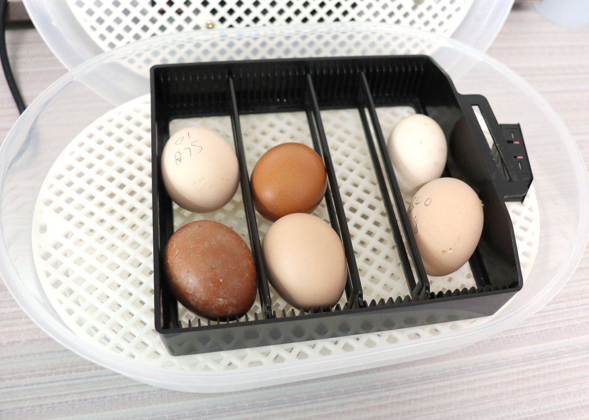 DanvilleSchools's tweet photo. Ms. C's preschoolers @maryghogsett will soon be sharing their classroom with newly-hatched chicks! 🐣🐥 The class is incubating chicken eggs and excitedly waiting for them to hatch.

Learn more about this project in this week's district newsletter: https://t.co/uymLYftmXp

#DISD https://t.co/wgZRApTTrh