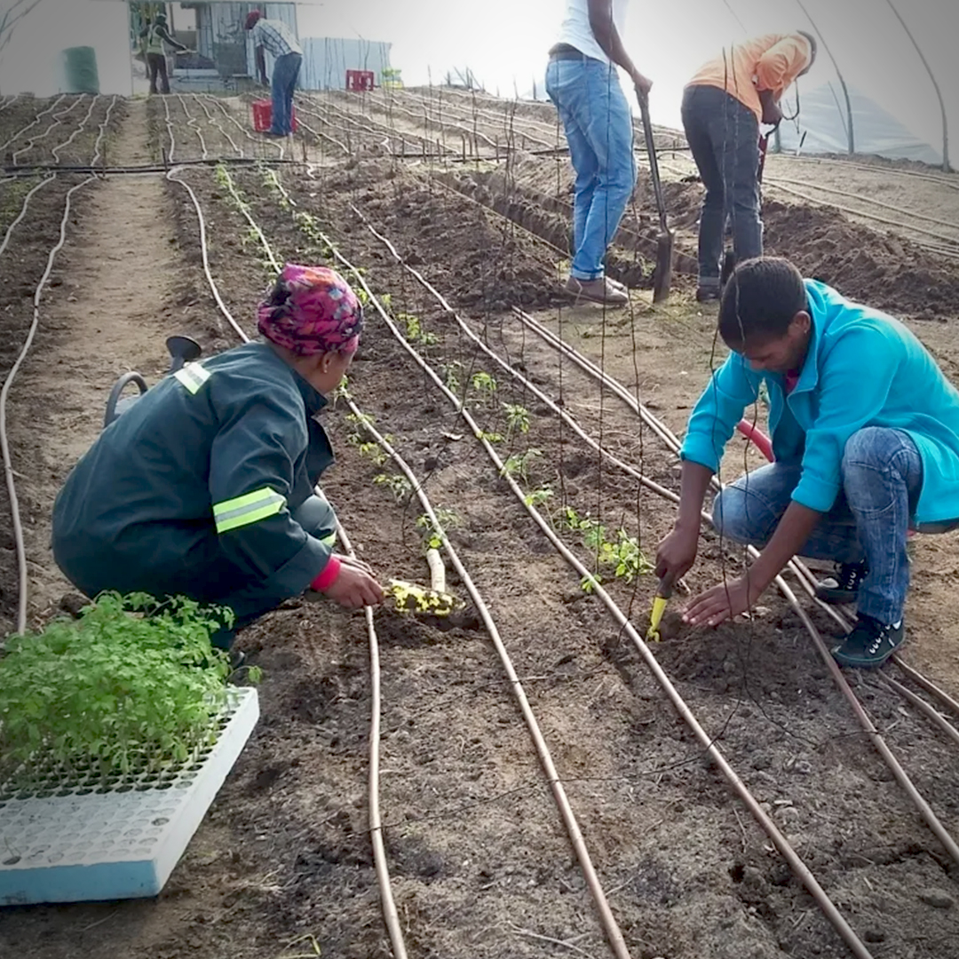kelpakglobal's tweet photo. Kelpak’s technical expert, Heino Papenfus, recently shared his knowledge on how to best apply Kelpak® with farmers at a workshop held by @abalimi_bezekhaya a non-profit organisation. We are grateful to have had this opportunity to contribute to this worthwhile project.

#kelpak https://t.co/7LJOZXw1jn